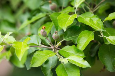 Bahçede çiçek açtıktan sonra taze meyve elmaları. Genç elma tomurcukları primordyum. Meyveli taze elma.. 