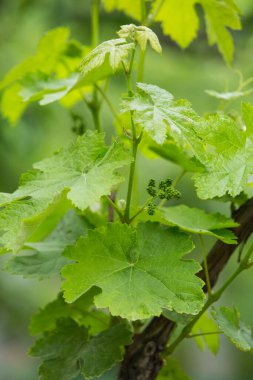 Üzüm asması, üzüm bağında tomurcuklanan taze yapraklar ve tomurcuklar. Baharda olgunlaşmamış üzümler.