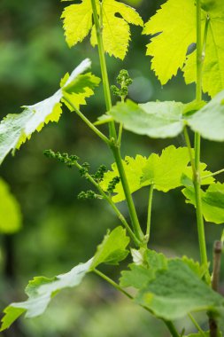 Üzüm asması, üzüm bağında tomurcuklanan taze yapraklar ve tomurcuklar. Baharda olgunlaşmamış üzümler.