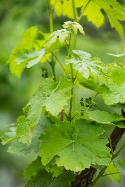 Üzüm asması, üzüm bağında tomurcuklanan taze yapraklar ve tomurcuklar. Baharda olgunlaşmamış üzümler.