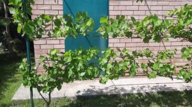 Üzüm asması, üzüm bağında tomurcuklanan taze yapraklar ve tomurcuklar. Baharda olgunlaşmamış üzümler.