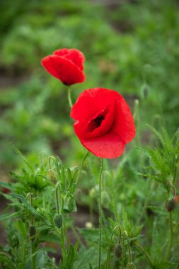 Kırmızı gelincik çiçeği, yaklaş. Papaver rhoeas 'ın yaban çiçeği başı Papaveraceae ailesinin kısa ömürlü, gösterişli, otçul, çiçek açan bitkisidir. Çiçek arka planı.