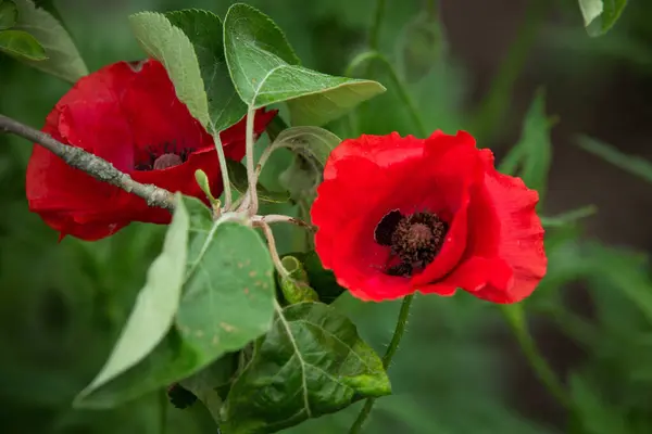 共通のケシの赤い花を閉じます Papavereaceの野生の花頭は短命で 観賞用で草本で 科Papavereaceの開花植物です 花の背景 — ストック写真
