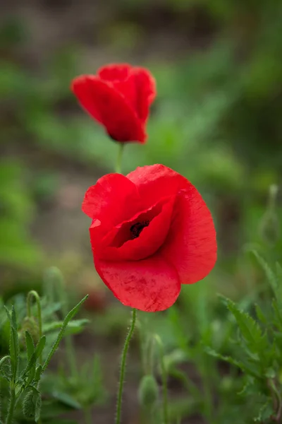 共通のケシの赤い花を閉じます Papavereaceの野生の花頭は短命で 観賞用で草本で 科Papavereaceの開花植物です 花の背景 — ストック写真