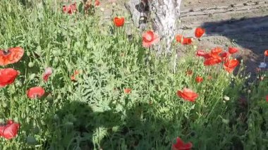 Kırmızı gelincik çiçeği, yaklaş. Yabani çiçek papaver rhoea. Arka bahçede haşhaş tarlası.