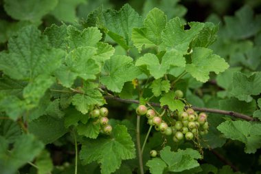Olgunlaşmamış üzümlü üzümlü üzümlü üzümlü üzümlü, güçlü güneş ışığı altında yazın başında, üzümlü bir çalıda.
