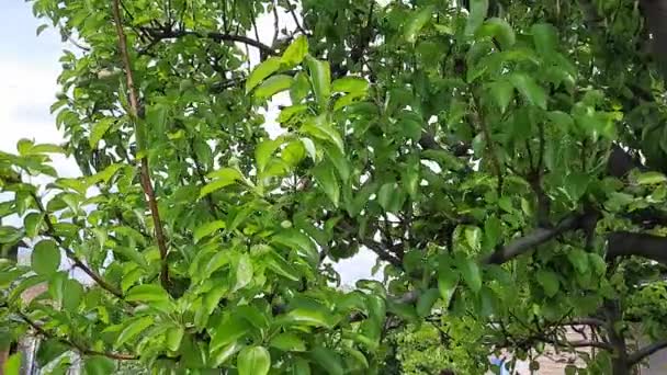 Μικρές Ωοθήκες Αχλαδιού Ένα Κλαδί Δέντρου Φλούδα Νεαρά Φρούτα Άνοιξη — Αρχείο Βίντεο