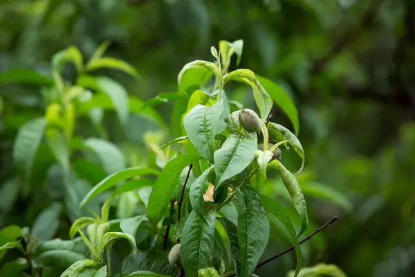 Πράσινα Φρούτα Ροδάκινο Ωριμάζοντες Καρποί Της Ροδακινιάς — Φωτογραφία Αρχείου