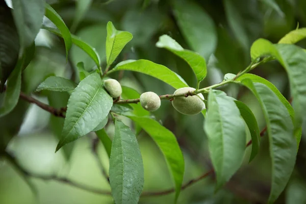 Frutos Verdes Melocotón Frutos Maduros Del Melocotonero —  Fotos de Stock