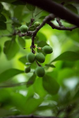 Bahçedeki bir ağacın üzerinde olgunlaşmamış erik meyvesi yumurtalığının yakın plan. Genç, yeşil erikler bulanık yeşil arka plan.