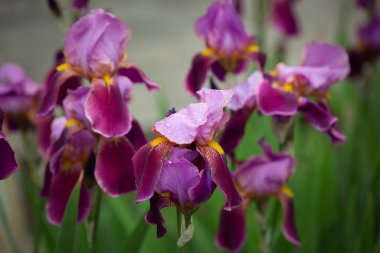 Mor iris çiçeklerine yakın çekim. Bir sürü süsen çiçeği. Büyük sakallı iris (Iris Germanica) çiçekleri. Pembe mor süsen çiçekleri bahçede yetişir.