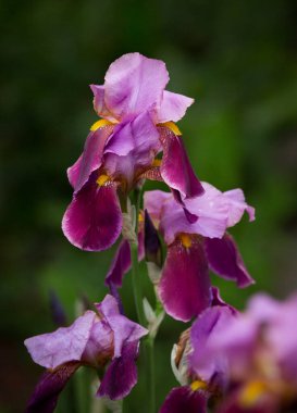 Mor iris çiçeklerine yakın çekim. Bir sürü süsen çiçeği. Büyük sakallı iris (Iris Germanica) çiçekleri. Pembe mor süsen çiçekleri bahçede yetişir.