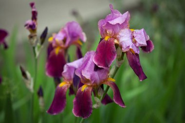 Mor iris çiçeklerine yakın çekim. Bir sürü süsen çiçeği. Büyük sakallı iris (Iris Germanica) çiçekleri. Pembe mor süsen çiçekleri bahçede yetişir.