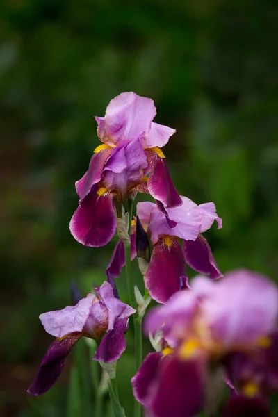 紫色の虹彩の花のクローズアップ 虹彩が多い ひげそり虹彩の大規模な栽培花 アイリスGermanica 庭にピンク紫色の虹彩の花を咲かせます — ストック写真