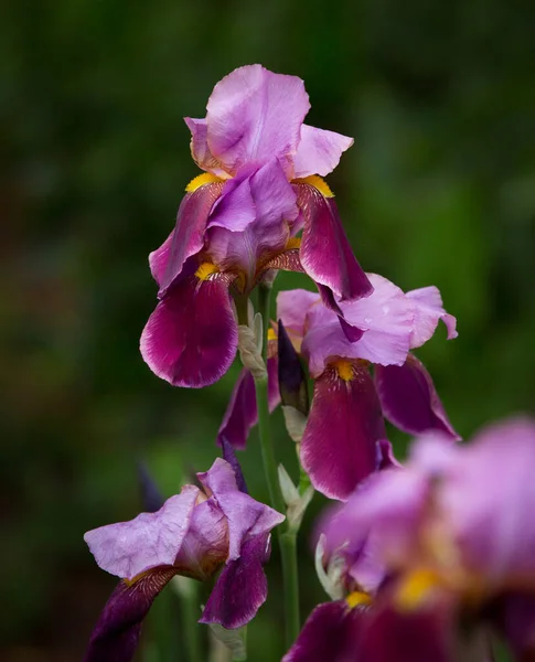 Крупный План Фиолетовых Цветов Радужки Много Ирисов Большие Культивируемые Цветы — стоковое фото