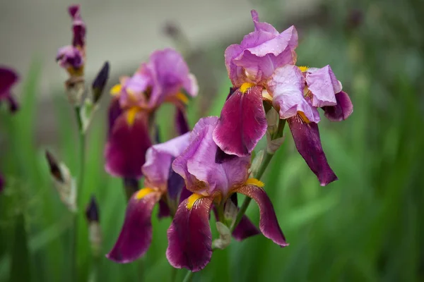 Close-up of purple iris flowers. Lots of irises. Large cultivated flowers of bearded iris (Iris germanica). Pink purple iris flowers grow in the garden