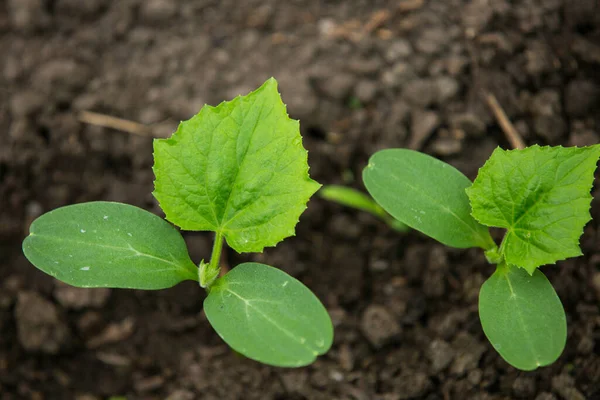 Brotes Pepino Jardín Plántulas Jardín Plántulas Pepino Fresco Las Semillas Imagen De Stock