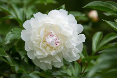 Çalının üzerindeki beyaz şakayık çiçeği güneş ışığıyla aydınlatılır. Çiçek arkaplan. seçici odak