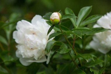 Çalının üzerindeki beyaz şakayık çiçeği güneş ışığıyla aydınlatılır. Çiçek arkaplan. seçici odak