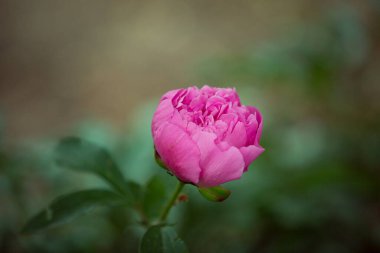 Henüz çiçek açmamış şakayık çiçeklerinden bir tomurcuk. Bir çalılıktaki şakayık çiçeği güneş ışığıyla aydınlatılır. Çiçek arkaplanı. seçici odak