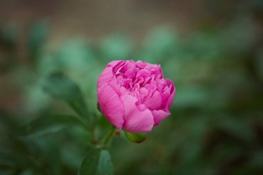 Henüz çiçek açmamış şakayık çiçeklerinden bir tomurcuk. Bir çalılıktaki şakayık çiçeği güneş ışığıyla aydınlatılır. Çiçek arkaplanı. seçici odak