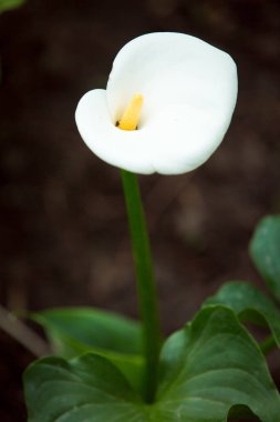 Kalla zambağı, güzel beyaz zambaklar bahçede çiçek açıyor, Arum Lily, Altın Kalla