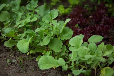 Baharda bahçede çeşitli marul filizleri.