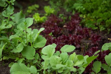 Baharda bahçede çeşitli marul filizleri.