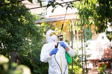 Bitkileri böcek ilacı ile tedavi etme süreci. Koruyucu takım elbiseli ve maskeli bir çiftçi sırtına polen makinesi takmış, ağaçlara böcek ilacı sıkıyor..