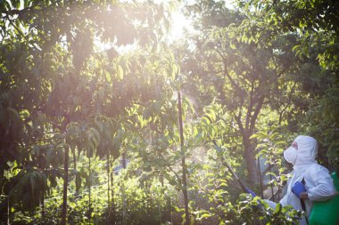 Bitkileri böcek ilacı ile tedavi etme süreci. Koruyucu takım elbiseli ve maskeli bir çiftçi sırtına polen makinesi takmış, ağaçlara böcek ilacı sıkıyor..