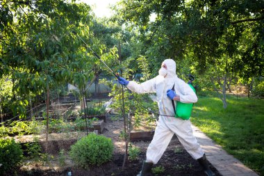 Bitkileri böcek ilacı ile tedavi etme süreci. Koruyucu takım elbiseli ve maskeli bir çiftçi sırtına polen makinesi takmış, ağaçlara böcek ilacı sıkıyor..
