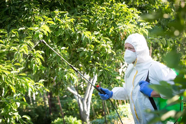 식물을 살충제로 처리하는 보호용 양복을 농부와 분무기를 과수원을 걸어다니며 농약을 — 스톡 사진