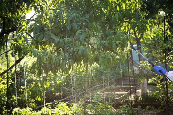 Het Proces Van Behandeling Van Planten Met Pesticiden Handen Van — Stockfoto