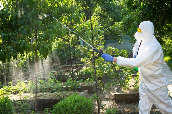 The process of treating plants with pesticides. Farmer in protective suit and mask walking trough orchard with pollinator machine on his backs and spraying trees with pesticides.