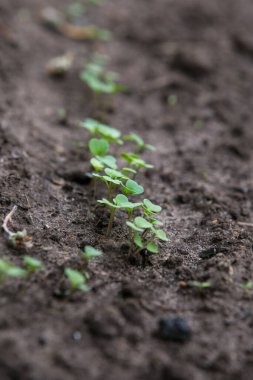 Bahçede toprakta yetişen taze marul fideleri ya da baharın başlarında ayrılan tahsis.