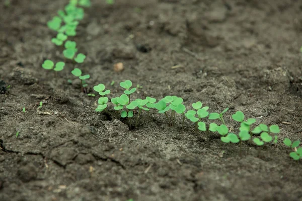 Jonge Sla Zaailingen Groeien Bodem Een Tuin Toewijzing Het Vroege — Stockfoto