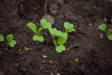 Bahçede taze lahana filizleri, lahana filizleri. Tarım kavramı, kopyalama alanı olan arkaplan.