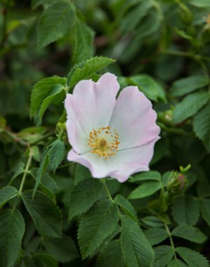 Yeşil arka planda narin pembe bir gül. Parlak gül arkaplan deseni. Bahar bahçesinde gül goncası. Yumuşak bahçe arka planı.