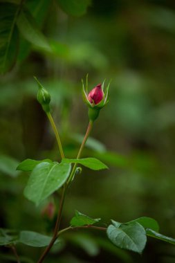 Yeşil arka planda narin kırmızı bir gül. Parlak gül arkaplan deseni. Bahar bahçesinde gül goncası. Yumuşak bahçe arka planı.