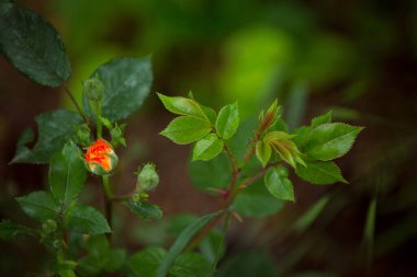 Yeşil arka planda narin sarı-kırmızı bir gül. Parlak gül arkaplan deseni. Bahar bahçesinde gül goncası. Yumuşak bahçe arka planı.