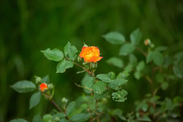 Rosa Amarela Vermelha Delicada Fundo Verde Close Padrão Fundo Flor — Fotografia de Stock