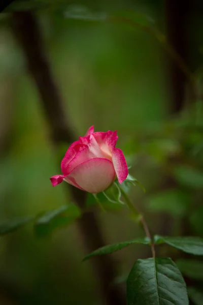 Rosa Branca Vermelha Delicada Fundo Verde Close Padrão Fundo Flor — Fotografia de Stock