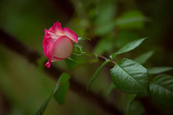 Rosa Branca Vermelha Delicada Fundo Verde Close Padrão Fundo Flor — Fotografia de Stock