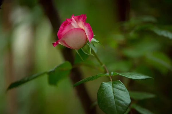 Finom Fehér Vörös Rózsa Zöld Háttérrel Közelkép Fényes Rózsa Virág — Stock Fotó