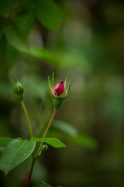 Délicate Rose Rouge Sur Fond Vert Gros Plan Fond Rose — Photo