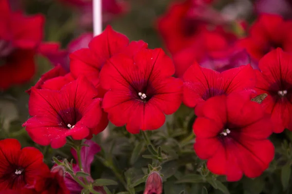 Rote Petunienblüten Erste Frühlingsblumen Petunien Hybrid Blüht Garten Floraler Hintergrund — Stockfoto