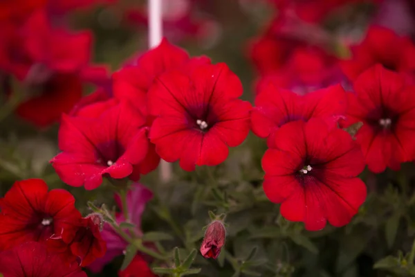 Flor Vermelha Petúnia Primeiras Flores Primavera Petúnia Híbrida Floração Jardim — Fotografia de Stock