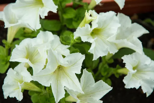 Bílá Květinka Petunie První Jarní Květiny Petúnie Hybrida Kvete Zahradě — Stock fotografie