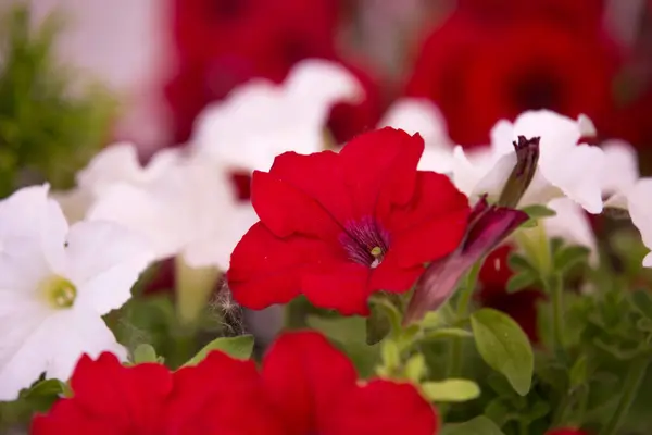 明るいペチュニアの花 ペチュニアの花の背景 — ストック写真