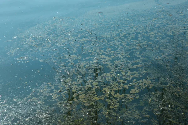 Pond Water Algae Bloom Stink Ecological Disaster Pond — ストック写真